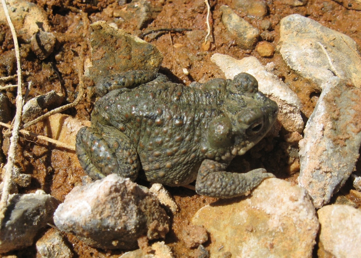 Red-spotted Toad